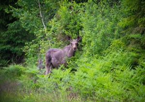 Naturhemligheter I Gnosjöandan