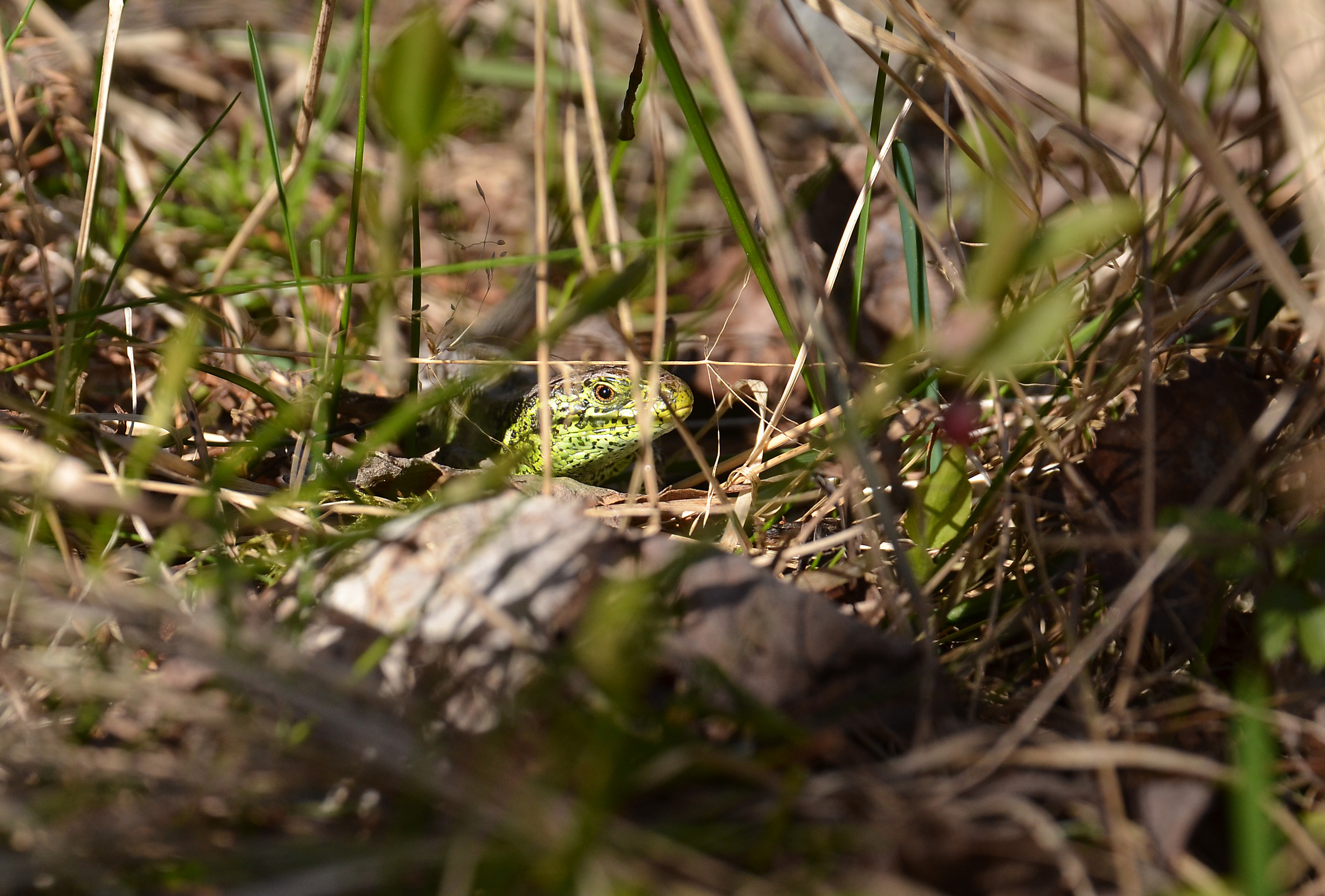 Fåglar och sandödlor