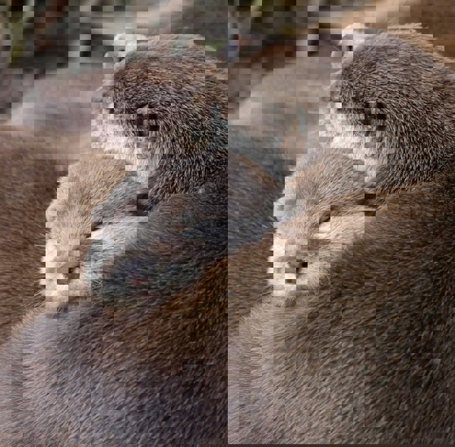 Utter Unsplash