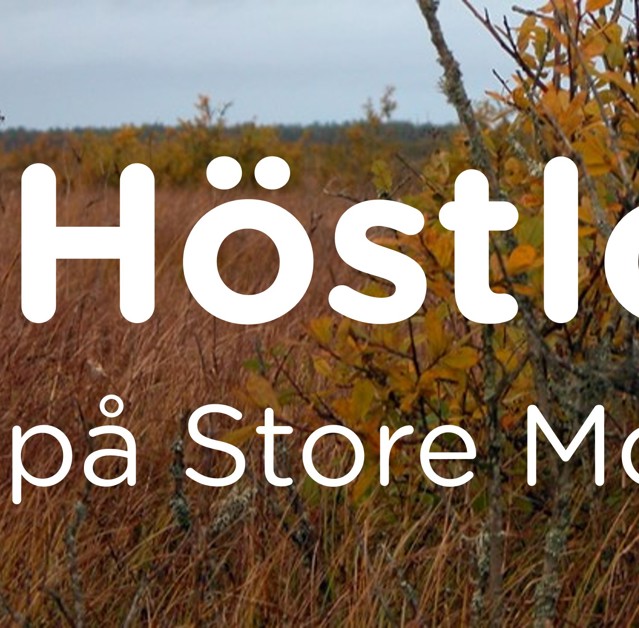 Höstlovstoremosse